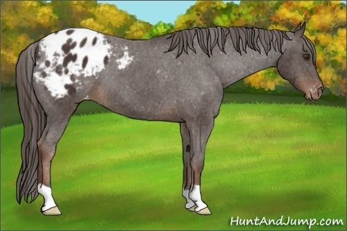 Horse Color:Liver Chestnut Appaloosa 