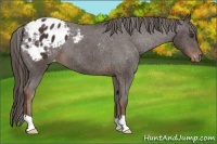 Horse Color:Liver Chestnut Appaloosa