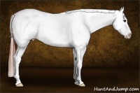 Horse Color:Brown Tobiano Frame Appaloosa 