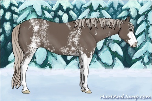 Horse Color:White Spotted Silver Black Sabino 