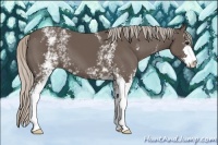 Horse Color:White Spotted Silver Black Sabino 