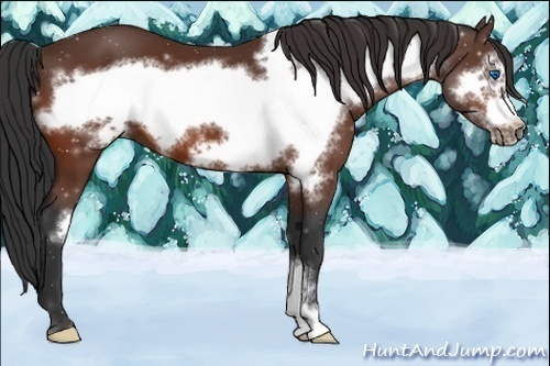 Horse Color:Bay Frame 