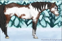 Horse Color:Bay Frame 