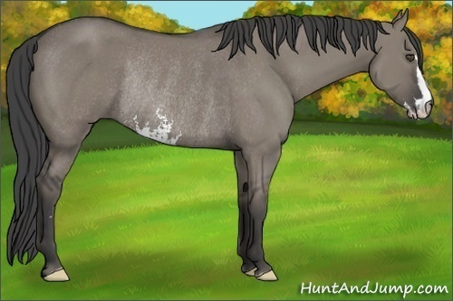 Horse Color:Smoky Grullo Sabino Frame Rabicano