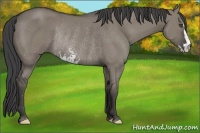 Horse Color:Smoky Grullo Sabino Frame Rabicano