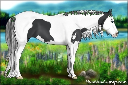 Horse Color:Black Sabino Splash Tobiano