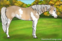 Horse Color:Silver Bay Splash 