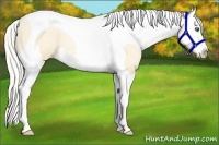 Horse Color:Palomino Pearl Splash Tobiano 