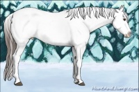 Horse Color:Liver Chestnut Frame Appaloosa 