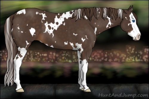 Horse Color:White Spotted Liver Chestnut Sabino Splash 