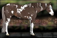 Horse Color:White Spotted Liver Chestnut Sabino Splash 