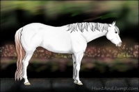 Horse Color:Bay Roan Appaloosa Rabicano