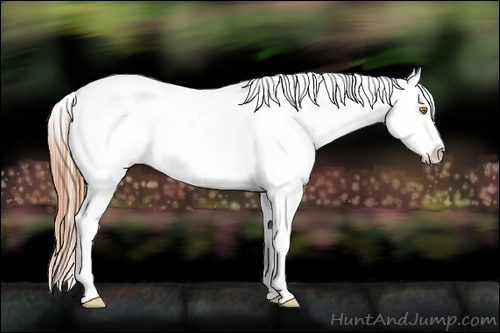 Horse Color:Bay Pearl Frame Appaloosa Rabicano