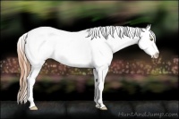 Horse Color:Bay Pearl Frame Appaloosa Rabicano 
