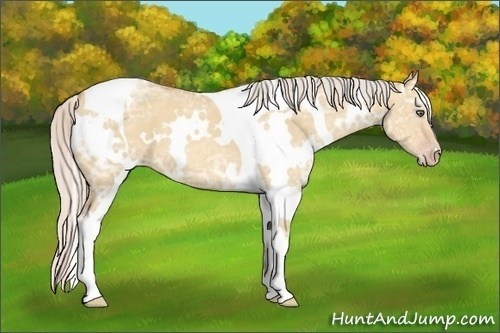 Horse Color:White Spotted Silver Amber Champagne Ice Dun Tobiano
