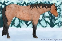 Horse Color:Bay Roan 