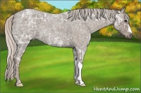 Horse Color:Silver Blue Ice Roan