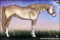 Horse Color:White Spotted Red Onyx 