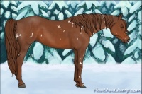 Horse Color:White Spotted Chestnut 