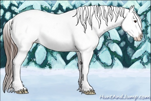 Horse Color:Liver Chestnut Appaloosa 