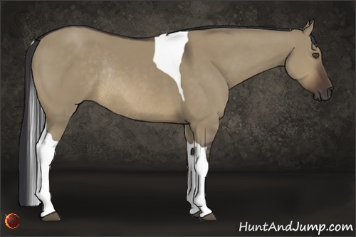 Horse Color:Brown Dun Tobiano Rabicano 