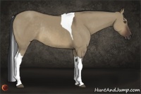 Horse Color:Brown Dun Tobiano Rabicano