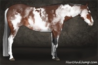 Horse Color:White Spotted Bay Splash Frame