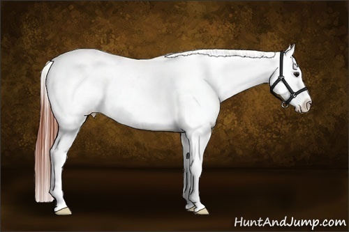 Horse Color:Brown Dun Tobiano Frame Varnish