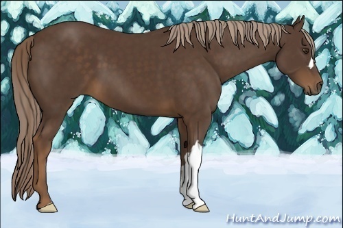 Horse Color:Liver Chestnut 