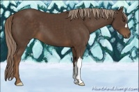 Horse Color:Liver Chestnut 