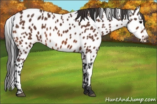 Horse Color:Bay Leopard 