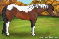 Horse Color:Bay Tobiano Frame 