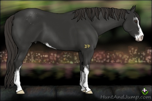 Horse Color:Liver Chestnut Sabino