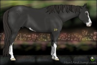 Horse Color:Liver Chestnut Sabino