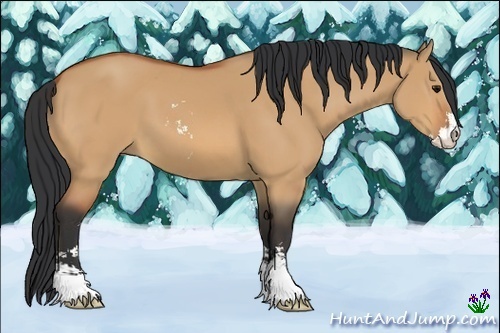 Horse Color:Bay Dun Sabino 