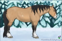 Horse Color:Bay Dun Sabino