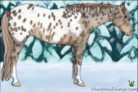 Horse Color:Chocolate Palomino Appaloosa 