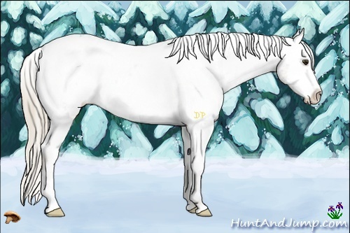 Horse Color:Chocolate Palomino Appaloosa Rabicano 