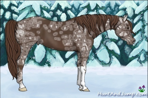 Horse Color:Liver Chestnut Ice 