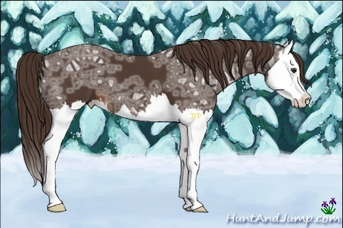 Horse Color:Liver Chestnut Ice Splash 