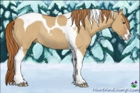Horse Color:Red Dun Sabino Tobiano Rabicano