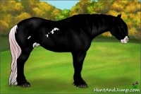 Horse Color:Watercolor Bay Appaloosa 