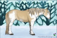 Horse Color:White Spotted Red Dun Splash 
