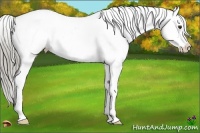 Horse Color:Chocolate Palomino Appaloosa Rabicano