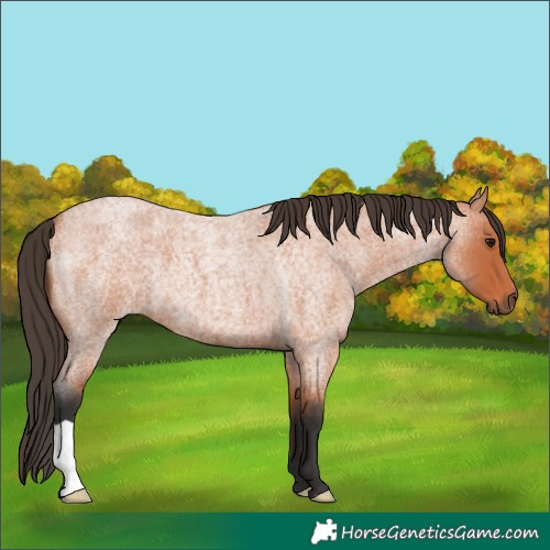 Horse Color:Bay Roan 