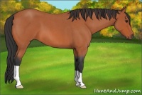 Horse Color:Bay Roan