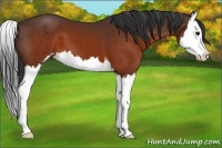 Horse Color:Brown Sabino Splash
