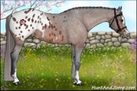 Horse Color:Bay Sabino Appaloosa 