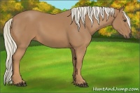 Horse Color:Palomino 