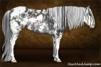 Horse Color:Black Sabino Rabicano 